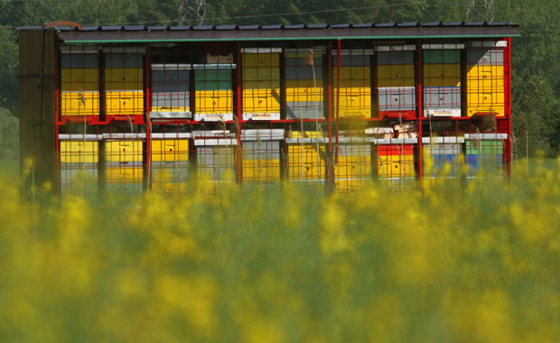 НАСТАВЉА СЕ ТРОВАЊЕ ПЧЕЛА: У Ваљеву страдало 400 кошница